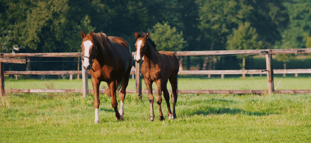 opgroeiende paarden ruwvoer
