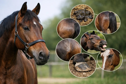 7 signalen van verstoorde darmflora bij paarden