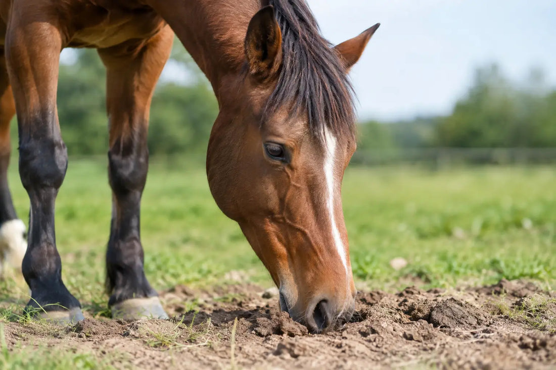 Warum frisst ein Pferd Erde? Ursachen erkennen