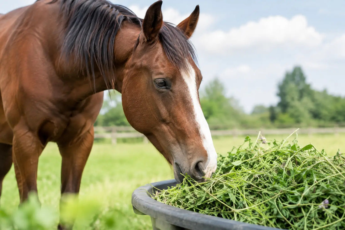 Can Horses Eat Lucerne Daily? A Balanced Answer
