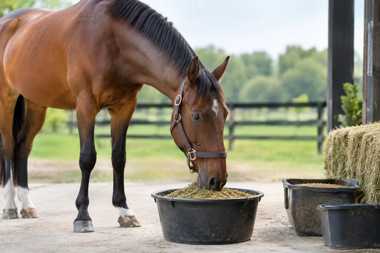 A Sport Horse Feeding Guide for Daily Work