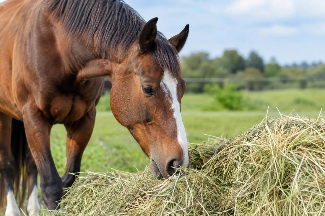 Can Horses Absorb Forage Minerals From Hay?