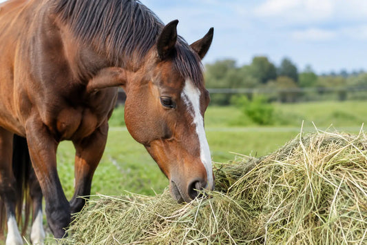 Can Horses Absorb Forage Minerals From Hay?