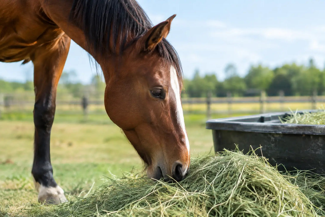 What Is Forage-First Feeding for Horses?