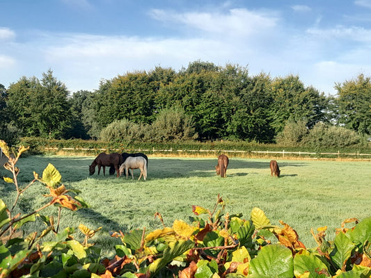 De verborgen suikers – weer een nieuwe hype in paardenland?