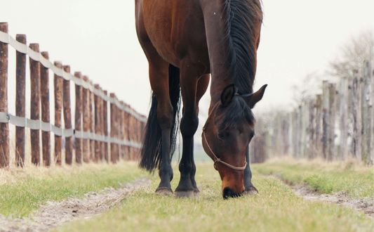 Online Training Paardenvoeding: Vervul de Voedingsbehoeften van je Paard