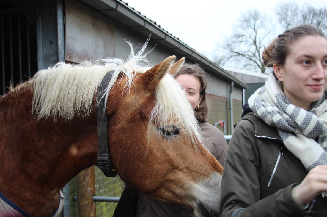 Workshop PFC de veetelers en VHIVER