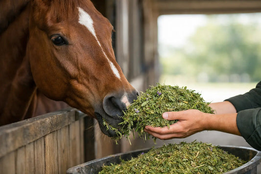 Mag mijn paard luzerne voeren? Dit moet je weten