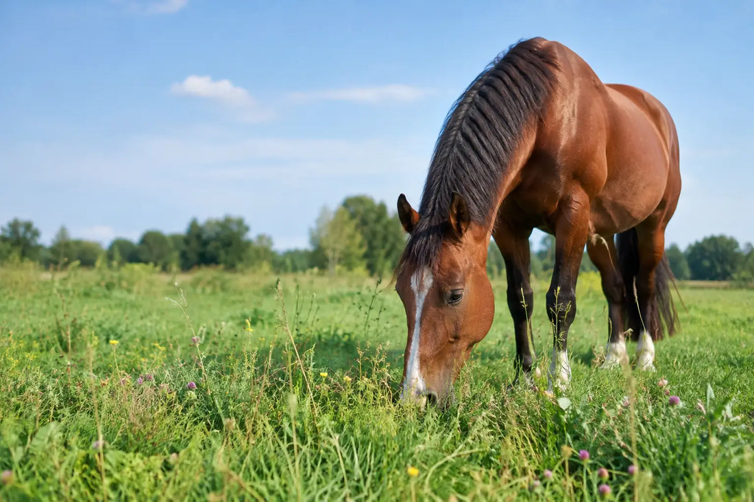 Biodivers grasland voor jouw paardenvoeding