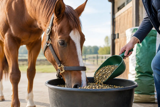 What GMP Horse Feed Means for Safer Daily Feeding