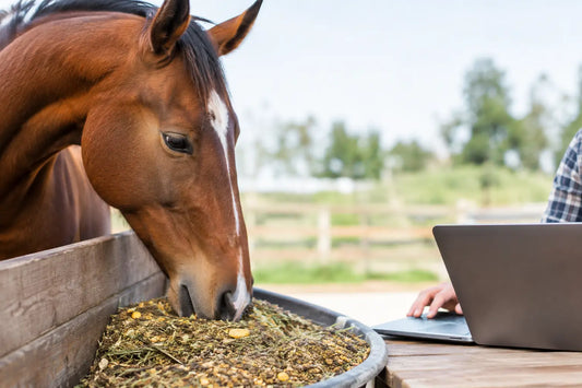 Online Rantsoen Calculator for Horse Feeding