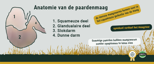 Maagzweren bij paarden: vaker dan je denkt