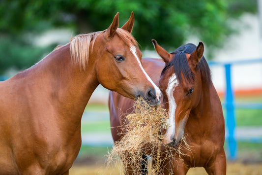 Wist je dat paarden ‘hindgut fermenteerders’ zijn?
