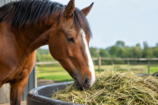 Veilig overstappen op ruwvoer bij je paard