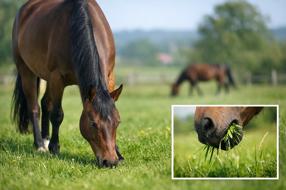 Pferd anweiden ohne Verdauungsprobleme