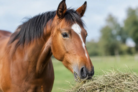 Signalen van onvoldoende kauwtijd bij paarden