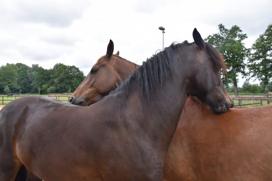 paarden houden van knuffelen