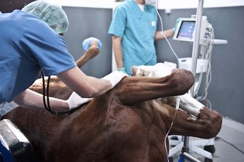 operatie van een paard